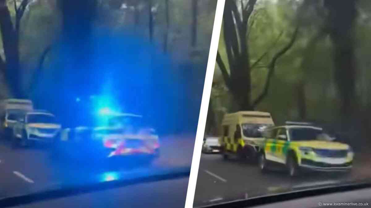 Man's body found in Sheffield forest with investigation launched