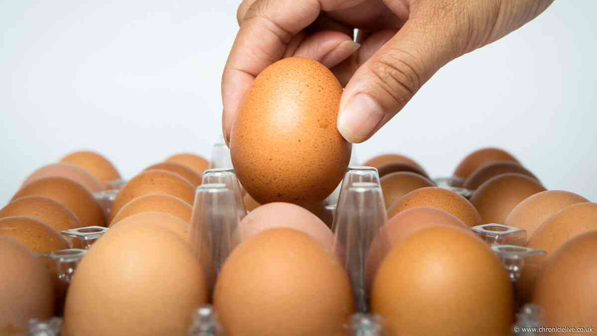 Major update on salmonella outbreak in UK with hundreds of cases reported