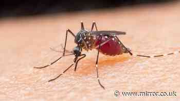 Deadly Zika virus mosquito found breeding in Britain for the first time