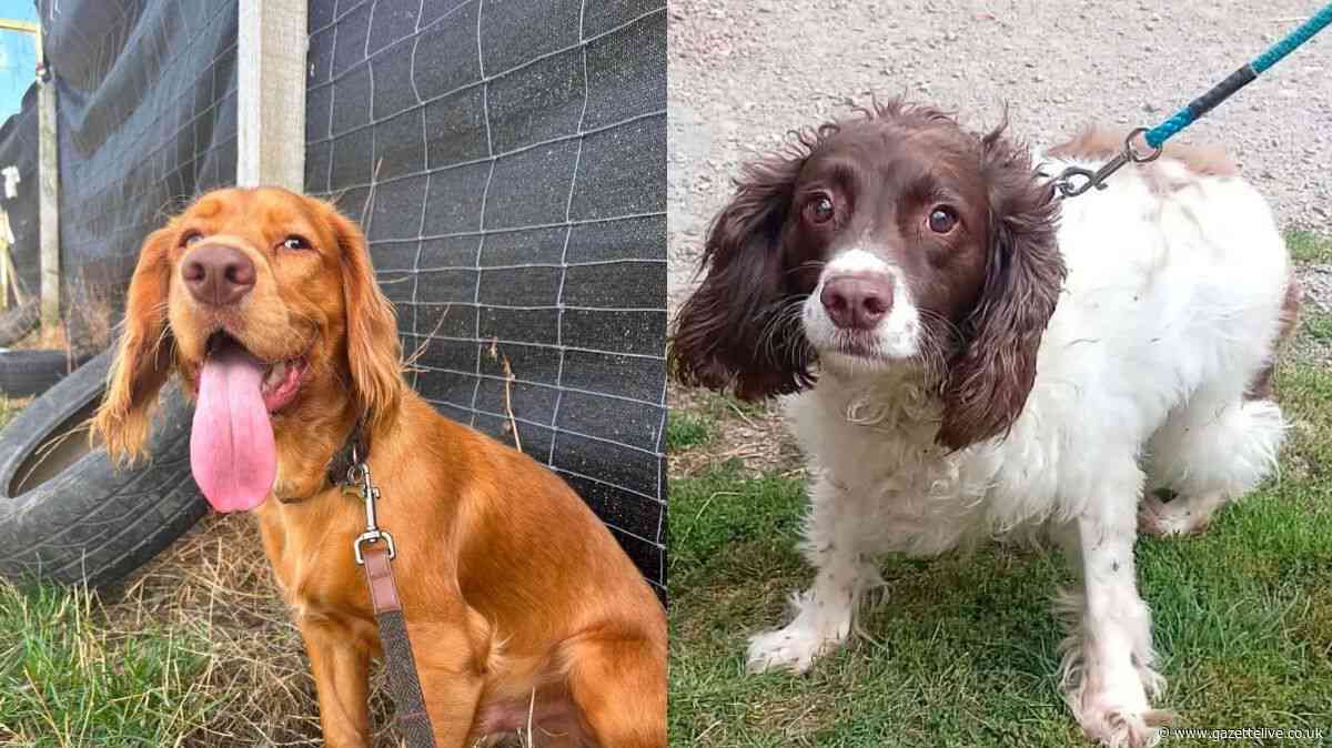 Maxi's Mates rescue centre in appeal for help for dogs that require extra care