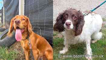 Maxi's Mates rescue centre in appeal for help for dogs that require extra care