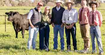 The 'complete package': Millah Murrah bull smashes national record price