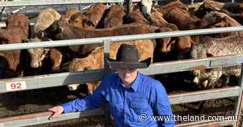 Restockers push light steer prices to 2022 highs at Grafton store sale