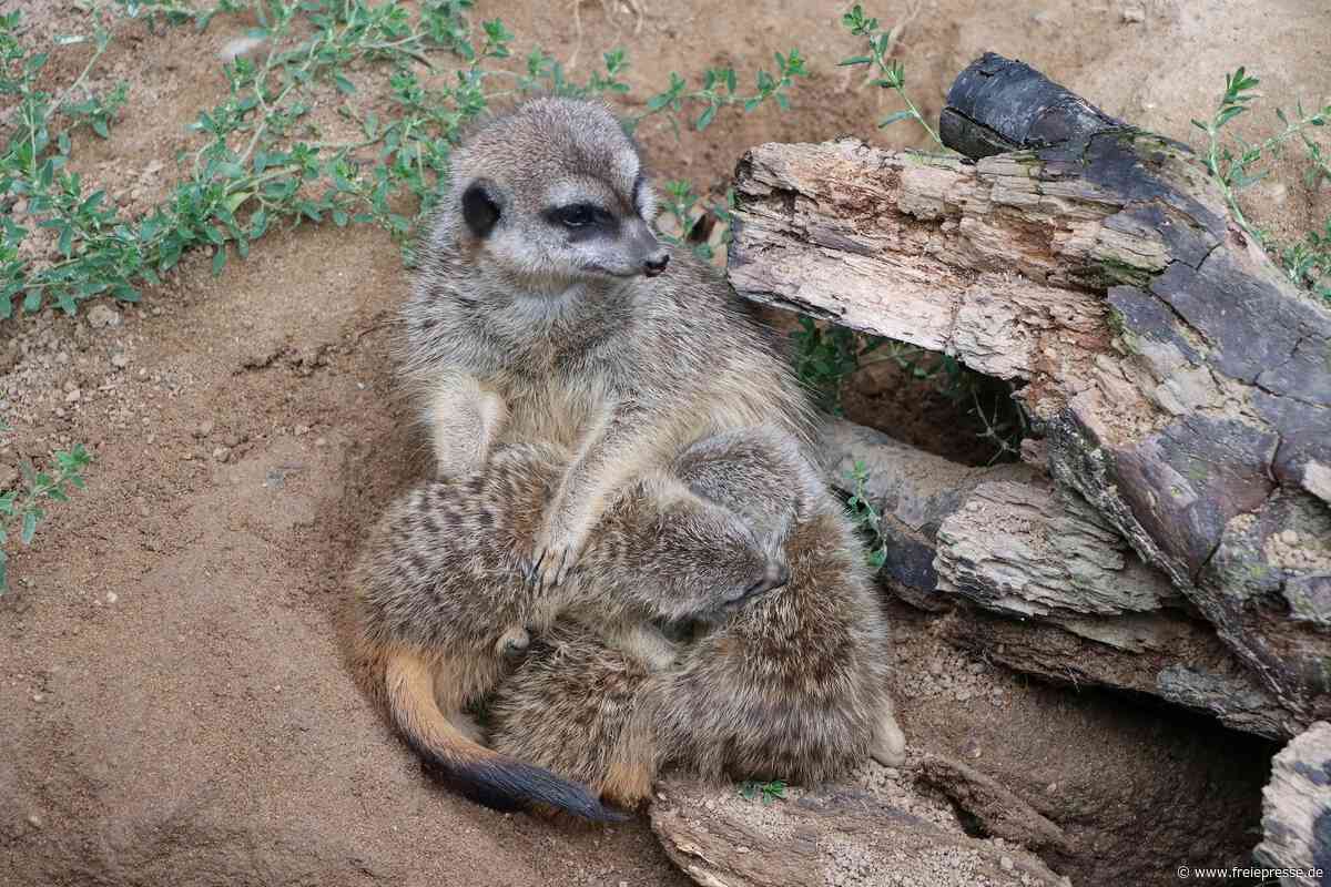 Wie posierlich! Mini-Erdmännchen erkunden Chemnitzer Tierpark