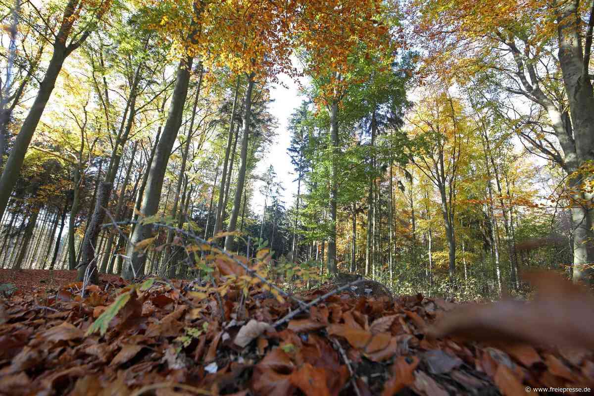 Alles über den Friedwald Waldenburg