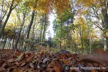 Alles über den Friedwald Waldenburg