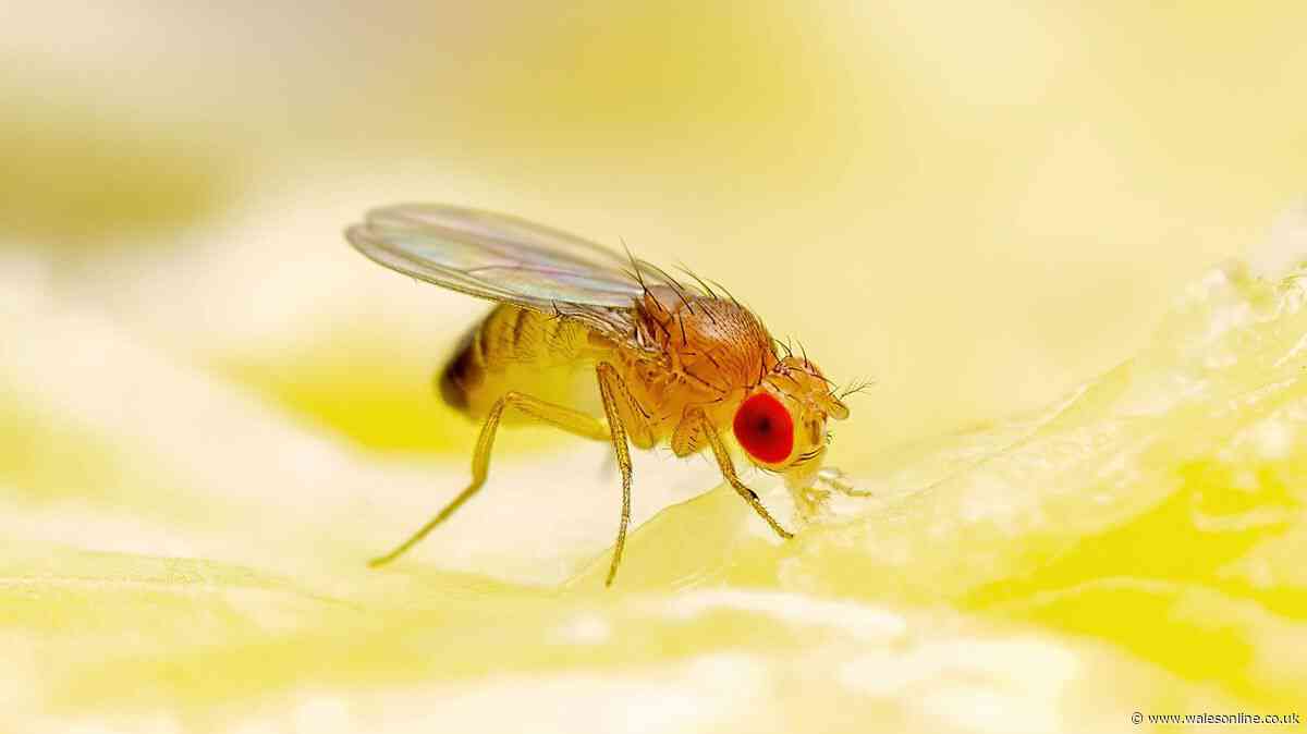 Fruit flies will vanish 'for good' with simple 4-ingredient DIY trap