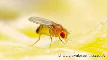 Fruit flies will vanish 'for good' with simple 4-ingredient DIY trap