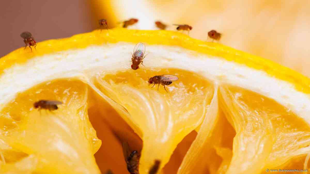 Households urged to leave out natural 4-ingredient trap to banish fruit flies for good