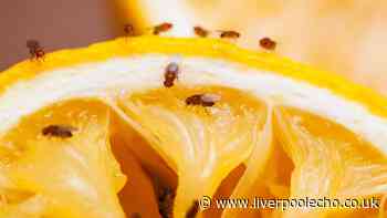 Households urged to leave out natural 4-ingredient trap to banish fruit flies for good