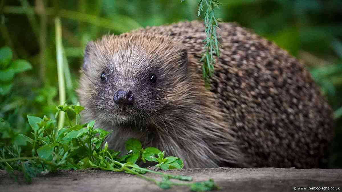 Hedgehogs will visit your garden if you leave common item out and make 1 change