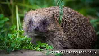 Hedgehogs will visit your garden if you leave common item out and make 1 change
