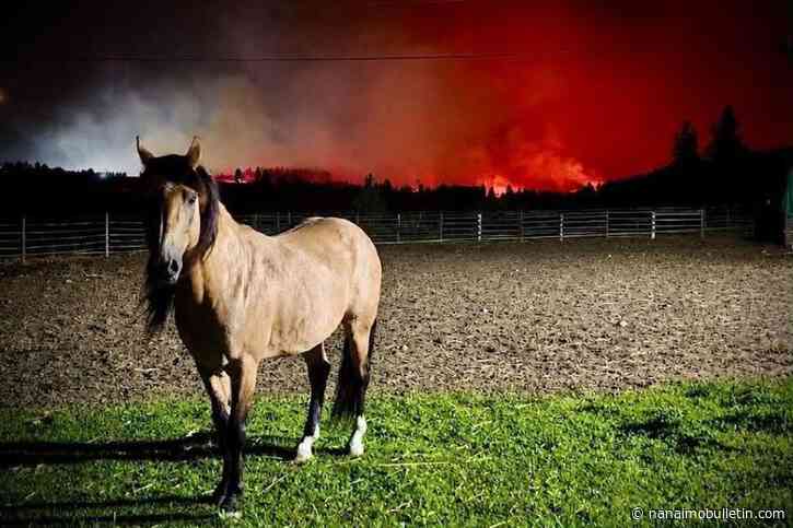 Okanagan woman answers calls for help, builds livestock evacuation app amid wildfires