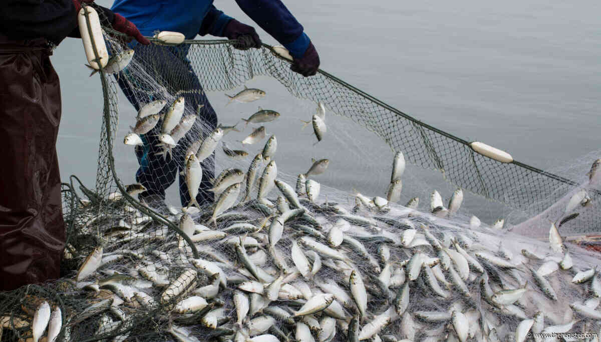 Cybercrooks trawl Fishbrain to net password hashes