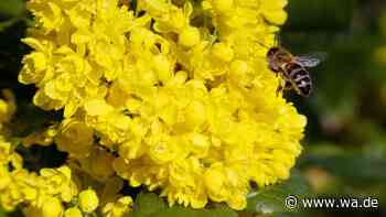 Blüte im Februar, Beeren im Herbst: Immergrüne Gartenpflanze erfreut Bienen und Vögel