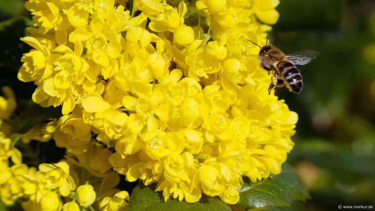 Blüte im Februar, Beeren im Herbst: Immergrüne Gartenpflanze erfreut Bienen und Vögel