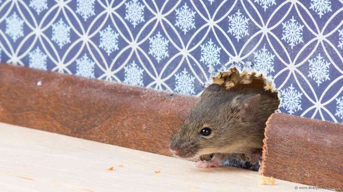 Keep mice out of your home this autumn with simple deterrent