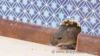 Keep mice out of your home this autumn with simple deterrent