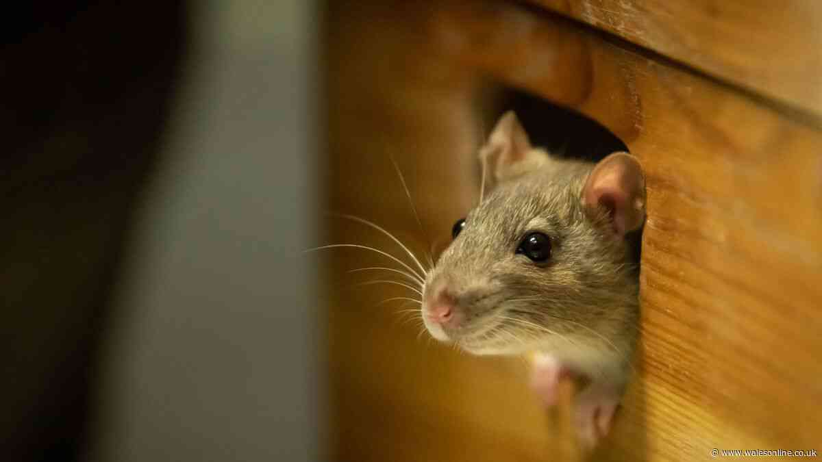 Mice won't enter your home this autumn with simple deterrent that's 'unpleasant to rodents'