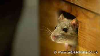 Mice won't enter your home this autumn with simple deterrent that's 'unpleasant to rodents'