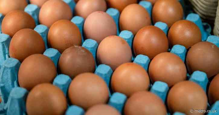 Number of Salmonella cases linked to imported eggs rises to 528