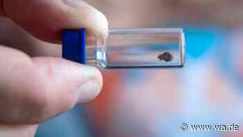 Kleine Parasiten, großes Problem: Bettwanzen erkennen, bekämpfen und vorbeugen