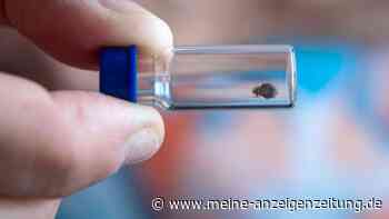 Kleine Parasiten, großes Problem: Bettwanzen erkennen, bekämpfen und vorbeugen