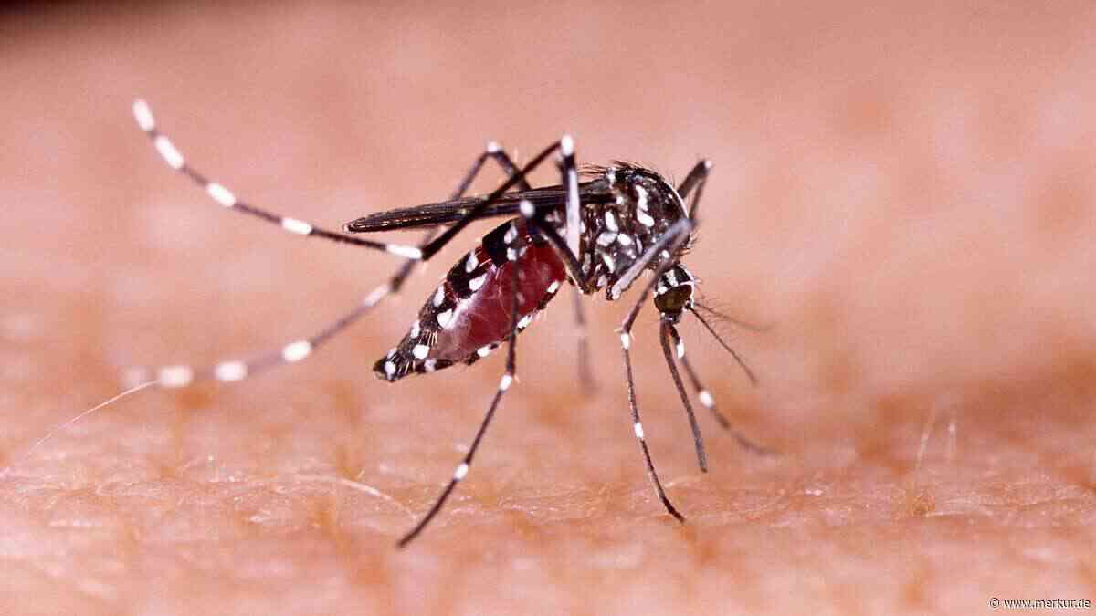 Zika-Virus-Mücken vermehren sich erstmals in Großbritannien