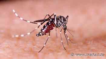 Zika-Virus-Mücken vermehren sich erstmals in Großbritannien