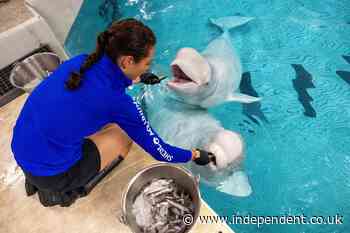 Two beluga whales die at Chicago aquarium including one rescued from shuttered Canadian theme park