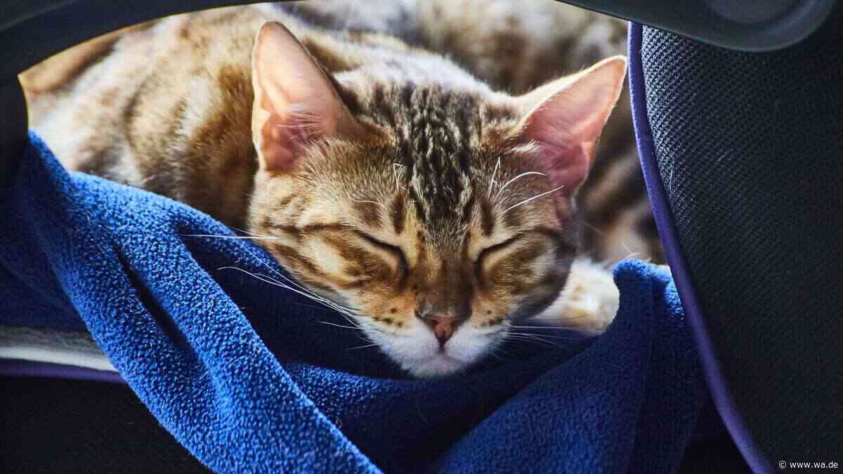 Ist Ihre Katze gestresst? Diese sieben Zeichen können es zeigen