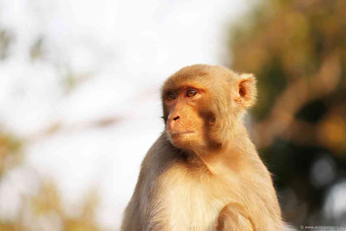 Animal Alliance Stands with the Jane Goodall Institute: York University Must Free Its Monkeys