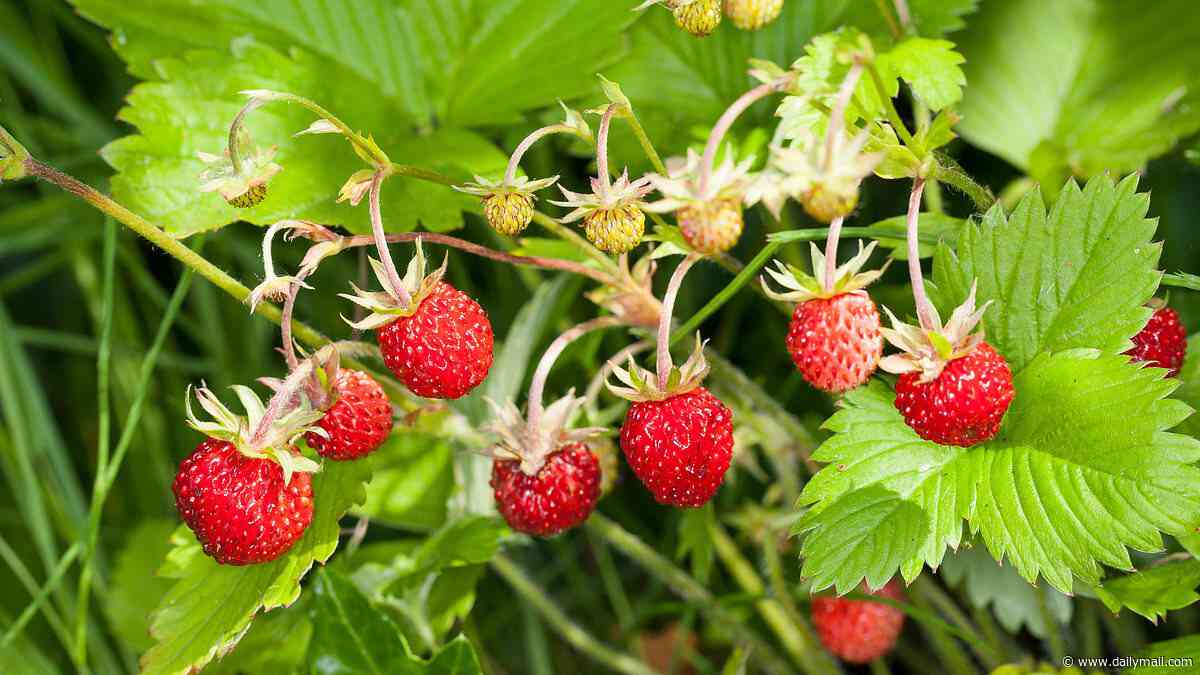 Gene-edited strawberries are coming to Britain! Futuristic fruits have their DNA altered to keep them in season for longer