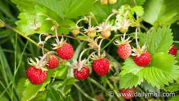 Gene-edited strawberries are coming to Britain! Futuristic fruits have their DNA altered to keep them in season for longer
