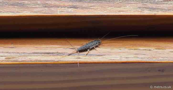 Silverfish are invading UK homes right now — here’s why and how to get rid of them