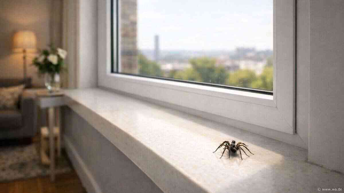 Giftige Spinnen in der Wohnung: Drei Tricks, wie man sie auf natürliche Weise fernhält