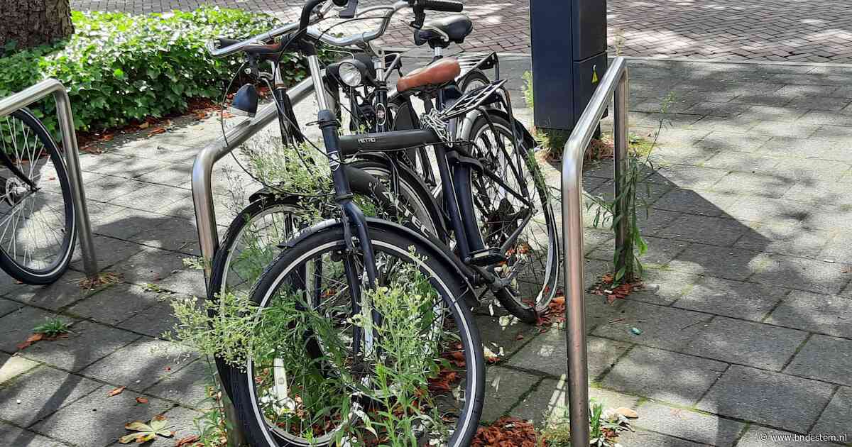 Fietsen schieten wortel aan Bisschopsmolenstraat in Etten-Leur, gemeente trekt boetekleed aan