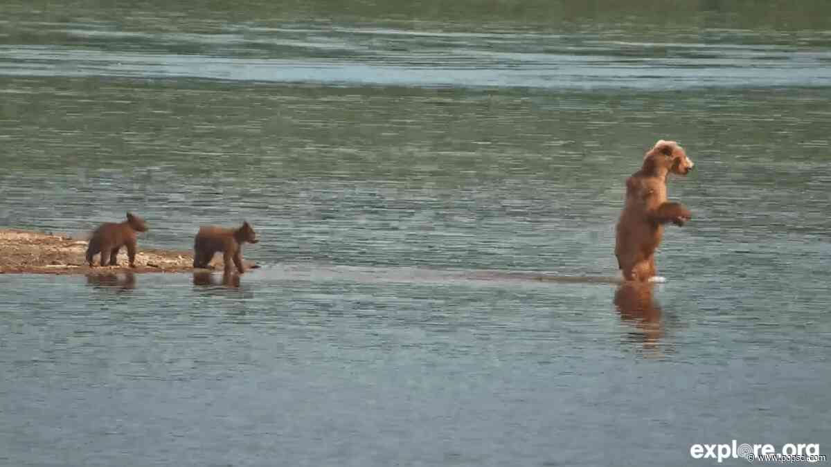 Katmai brown bear cubs learning how to ‘walk on water’ to nab salmon