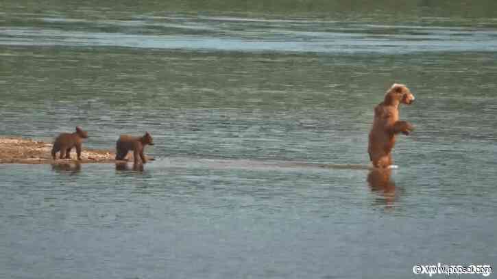 Katmai brown bear cubs learning how to ‘walk on water’ to nab salmon