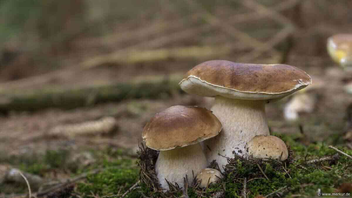 Wer Steinpilze finden will, sollte im Wald auf diese natürlichen Wegweiser besonders achten