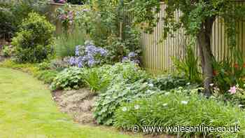 Welsh homes urged to use envelopes in gardens this September