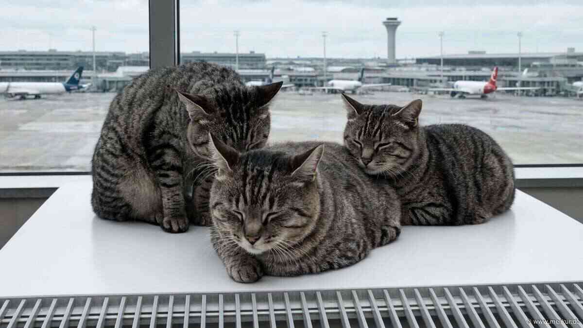 Katzenfamilie „patrouilliert“ durch Flughafen – und bekämpft Rattenplage