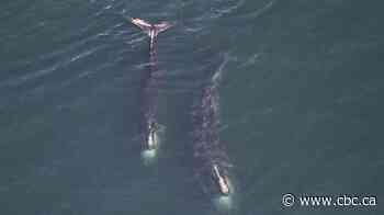 North Atlantic right whale population appears to be stabilizing after years of decline, DFO says