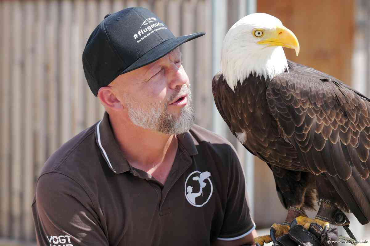 „Greifvögel sind keine Kuscheltiere“: Wie Hans-Peter Herrmann in Plauen Adler und Falken großzieht