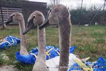 Baby swans rescued in IKEA bags from roadside in Somerset