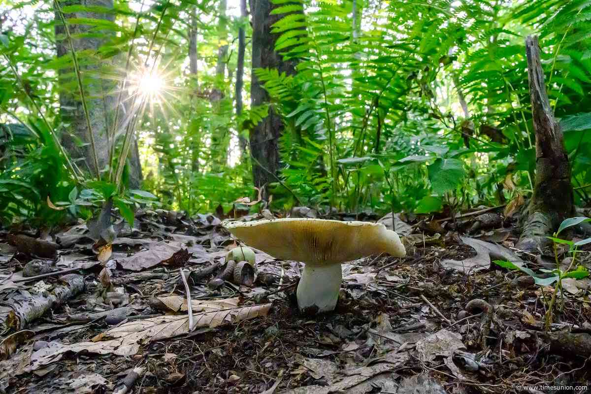 Beneath the surface: A hidden world of mushrooms