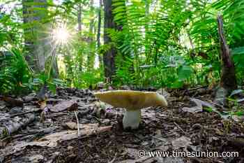 Beneath the surface: A hidden world of mushrooms
