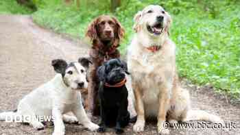 Dog daycare business loses appeal over barking