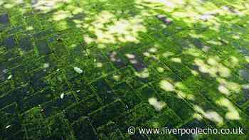 Moss will never return on your drive or patio again with £3.89 Aldi method