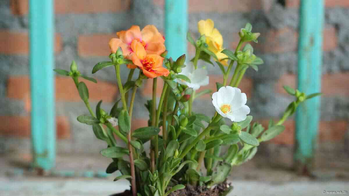 Portulakröschen: Drei Überwinterungs-Methoden, die kaum jemand kennt